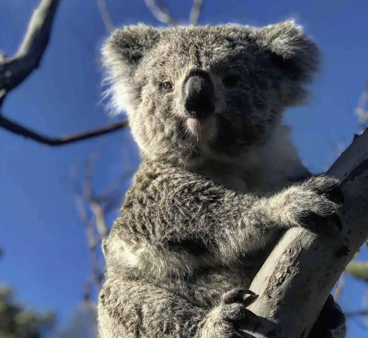 A koala clinging to a tree branch.