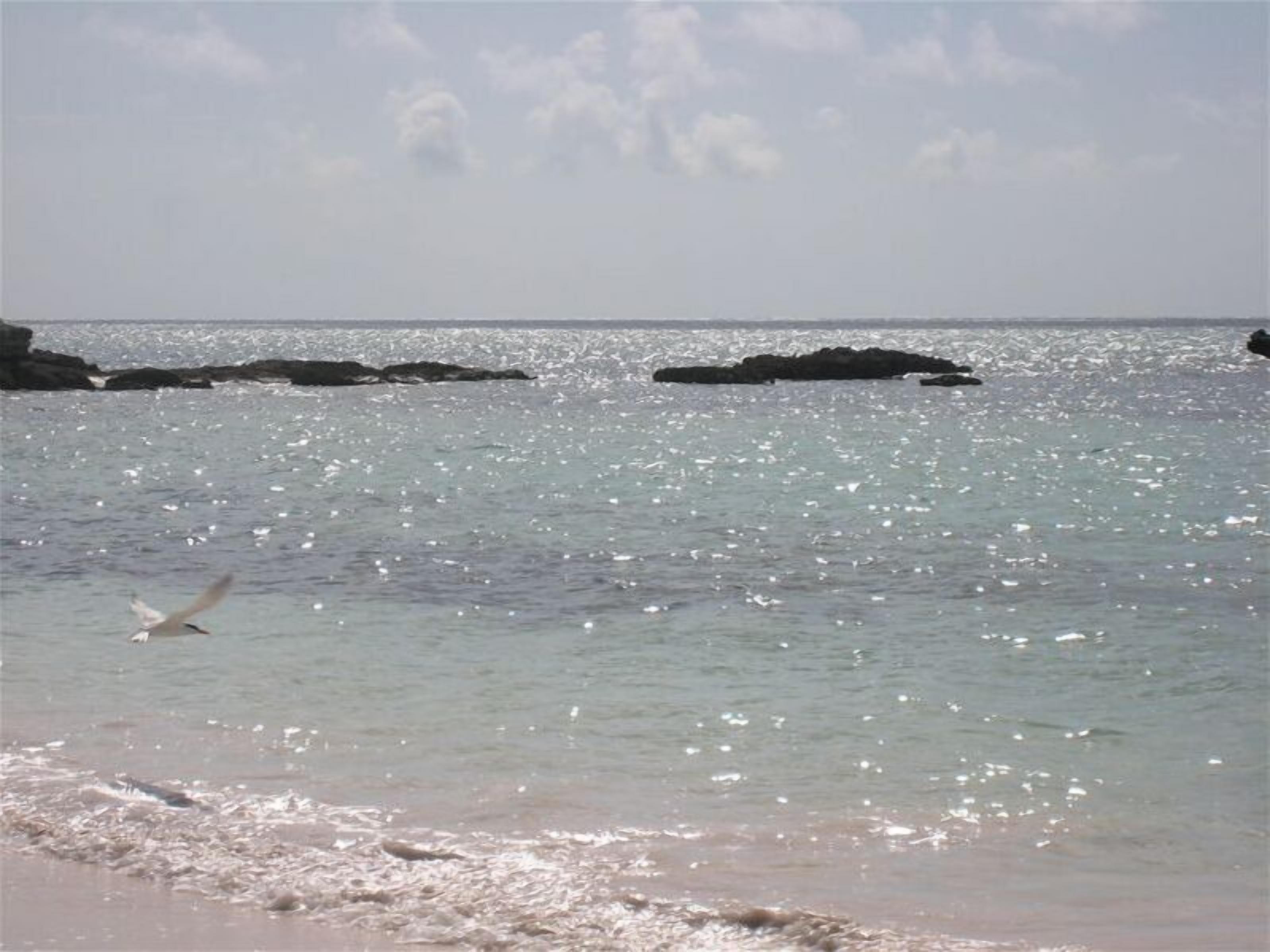 Una spiaggia con acqua limpida, rocce e un gabbiano in volo.