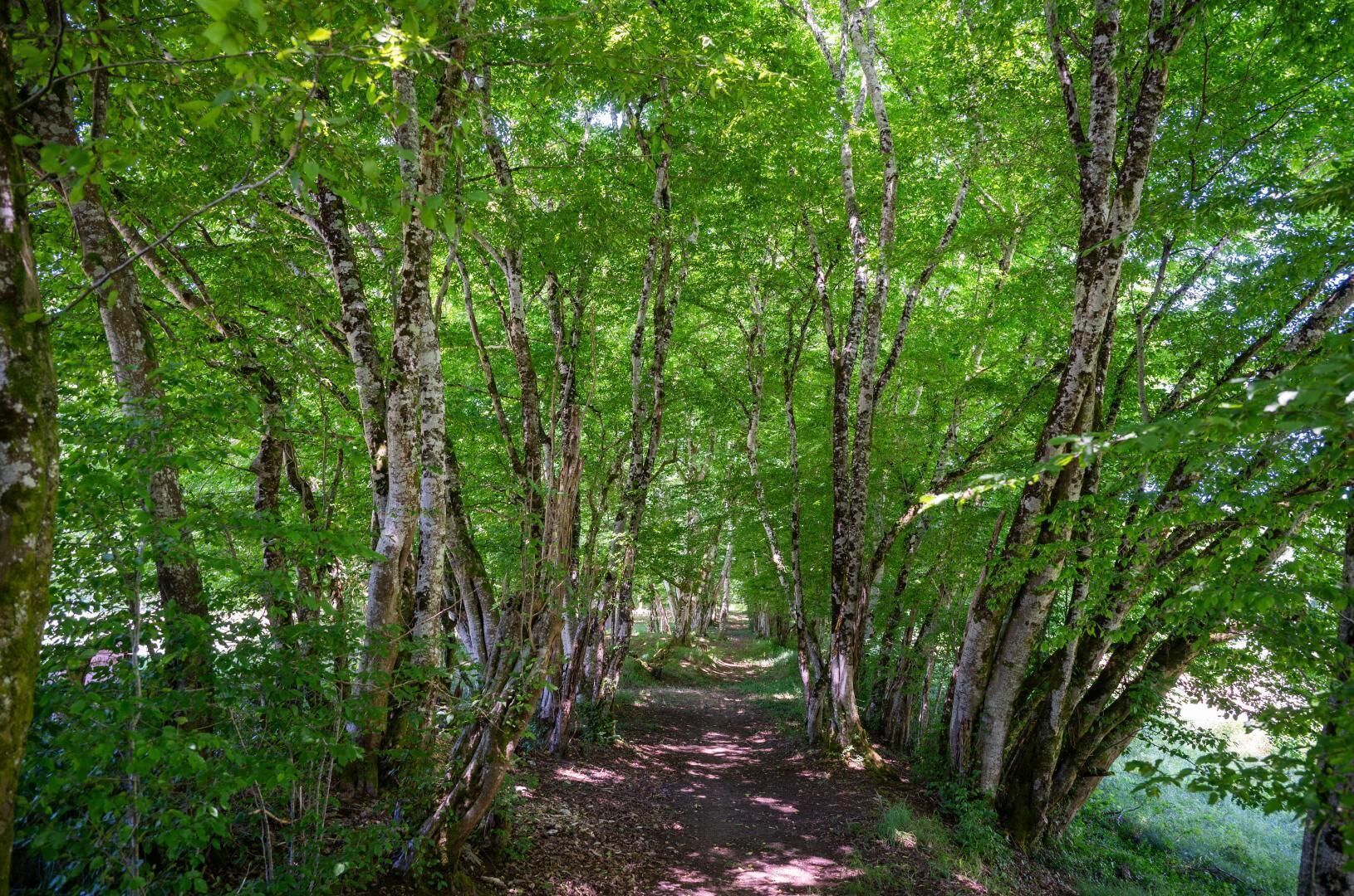 A forest path surrounded by tall trees with dense green foliage.
