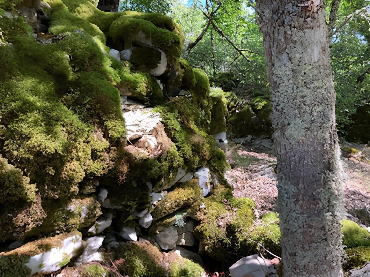 Formación rocosa cubierta de musgo con un tronco de árbol en primer plano.