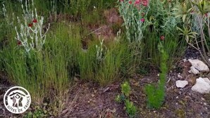 Un jardin avec différentes plantes et fleurs, un sentier et un arbre en arrière-plan.