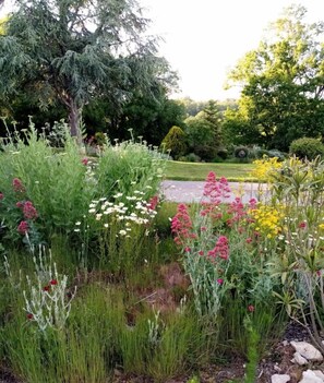A garden with various plants and flowers, a pathway, and a tree in the background. - Gîtes de France® - The two lime trees (BELAYE)