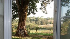Une vue à travers une fenêtre, avec un arbre et une table sur laquelle se trouvent des fruits.