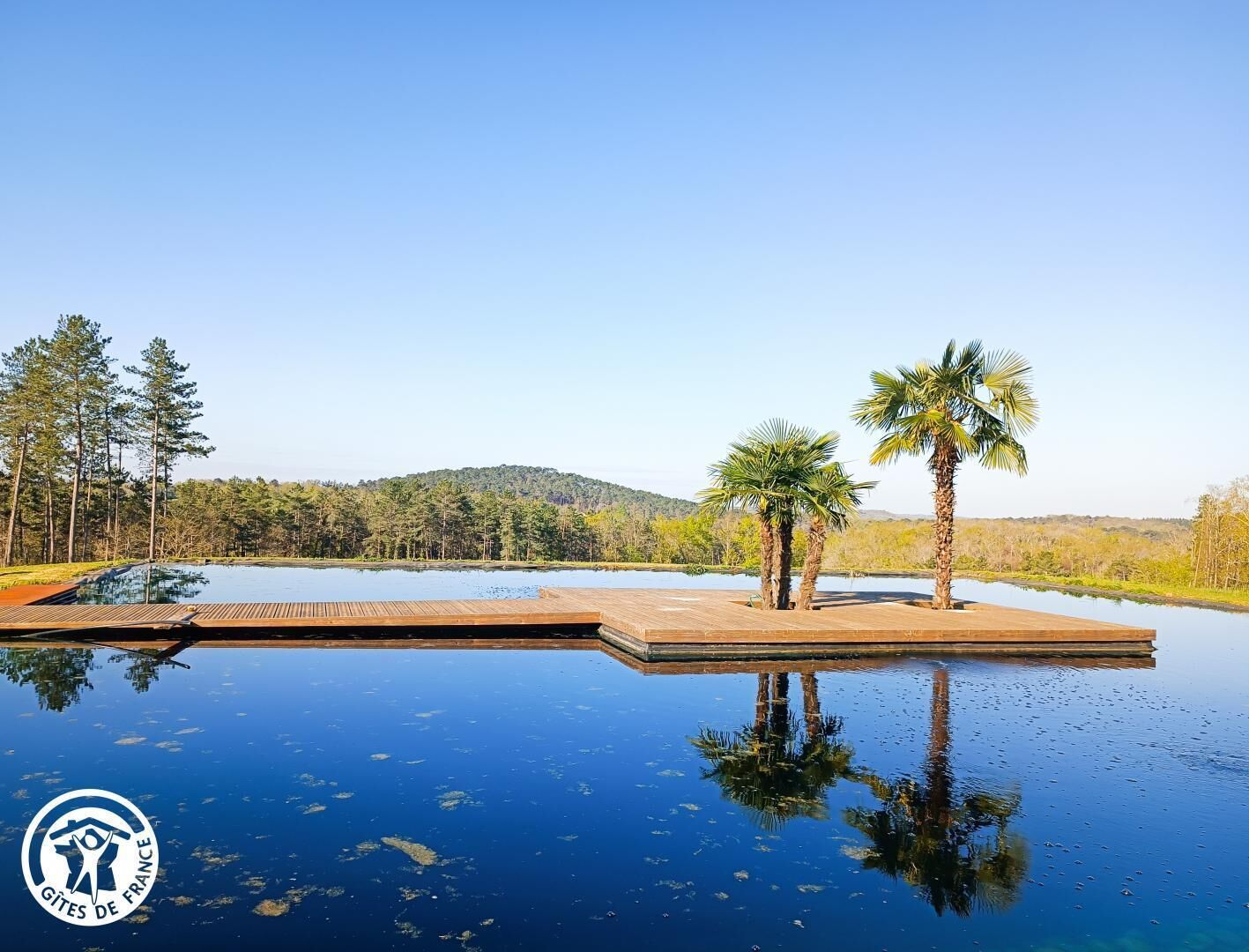 A serene outdoor swimming pool with a wooden deck, surrounded by trees and palm trees, reflecting the clear sky.