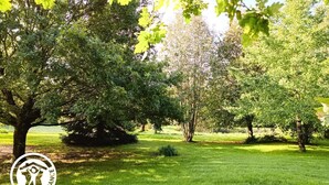 Een park met een grote boom en een grasveld.