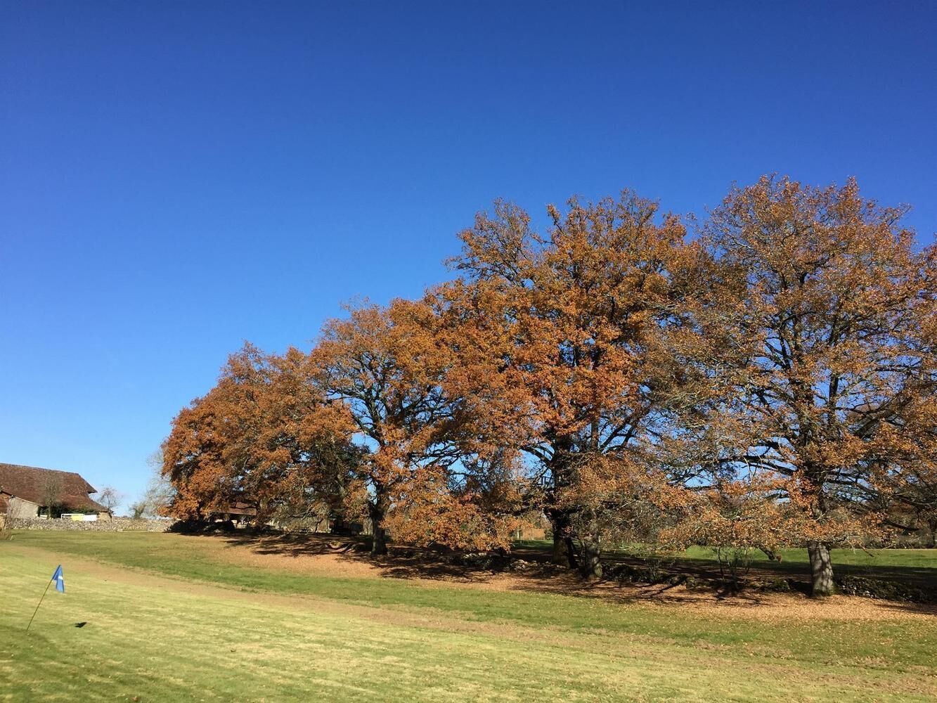 Une zone herbeuse avec des arbres aux couleurs automnales et un ciel bleu clair.