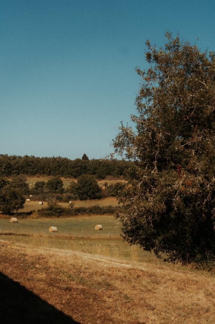 A rural landscape with hay bales, a dirt path, and a tree.