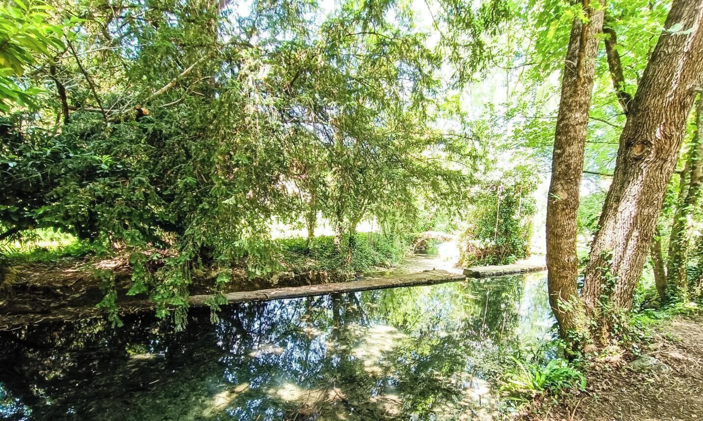 Un paysage forestier paisible, avec une étendue d’eau claire, entourée d’une végétation luxuriante et d’arbres.