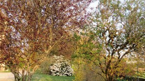 Ein Garten mit Bäumen und einem Busch.