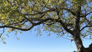 An outdoor seating area with a table and chairs under a tree, overlooking a scenic landscape. - Gîtes de France® - La Vue Ombragée (VIAZAC)