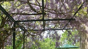 A garden with a pergola covered in purple flowers, a stone wall, and a wooden table with chairs under a green umbrella. - Gîtes de France® - GITE LA BUISSIERE (GREALOU)