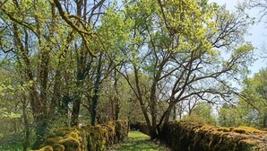 Uma trilha bordeada por um muro de pedra serpenteia por uma área arborizada, com pedras e árvores cobertas de musgo.