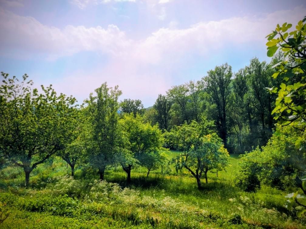 Un paisatge natural amb arbres i gespa.