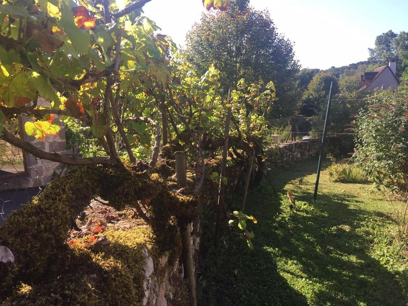 A vineyard with grapevines and a stone wall.