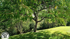Un vialetto alberato in un parco, con un logo nell'angolo in basso a sinistra.