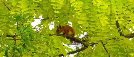 Una ardilla sobre una rama, rodeada de hojas verdes.