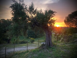 Surrounded by lush foliage and a serene natural setting, this tranquil landscape offers a peaceful escape.