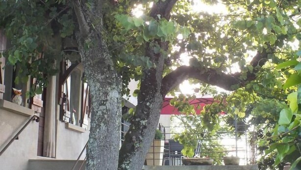 Eine Treppe führt zu einem Gebäude, im Vordergrund steht ein Baum.