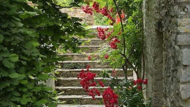 A stone staircase with red flowers climbing up, surrounded by greenery and a stone wall. - Gîtes de France® - My Loft (ST CIRQ SOUILLAGUET)