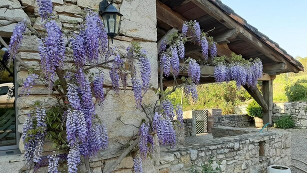 A stone building with purple wisteria vines hanging from the walls and a wooden pergola with seating.