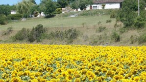 A sunflower field with a white building and trees in the background. - Gîte de Sisamé - Pern (PERN)