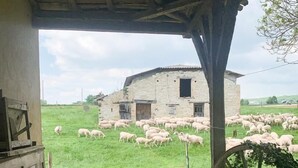 A rustic stone building with a thatched roof, a large wooden wheel, and a herd of sheep grazing in the background.