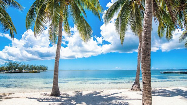 Een strand met palmbomen en helderblauw water.