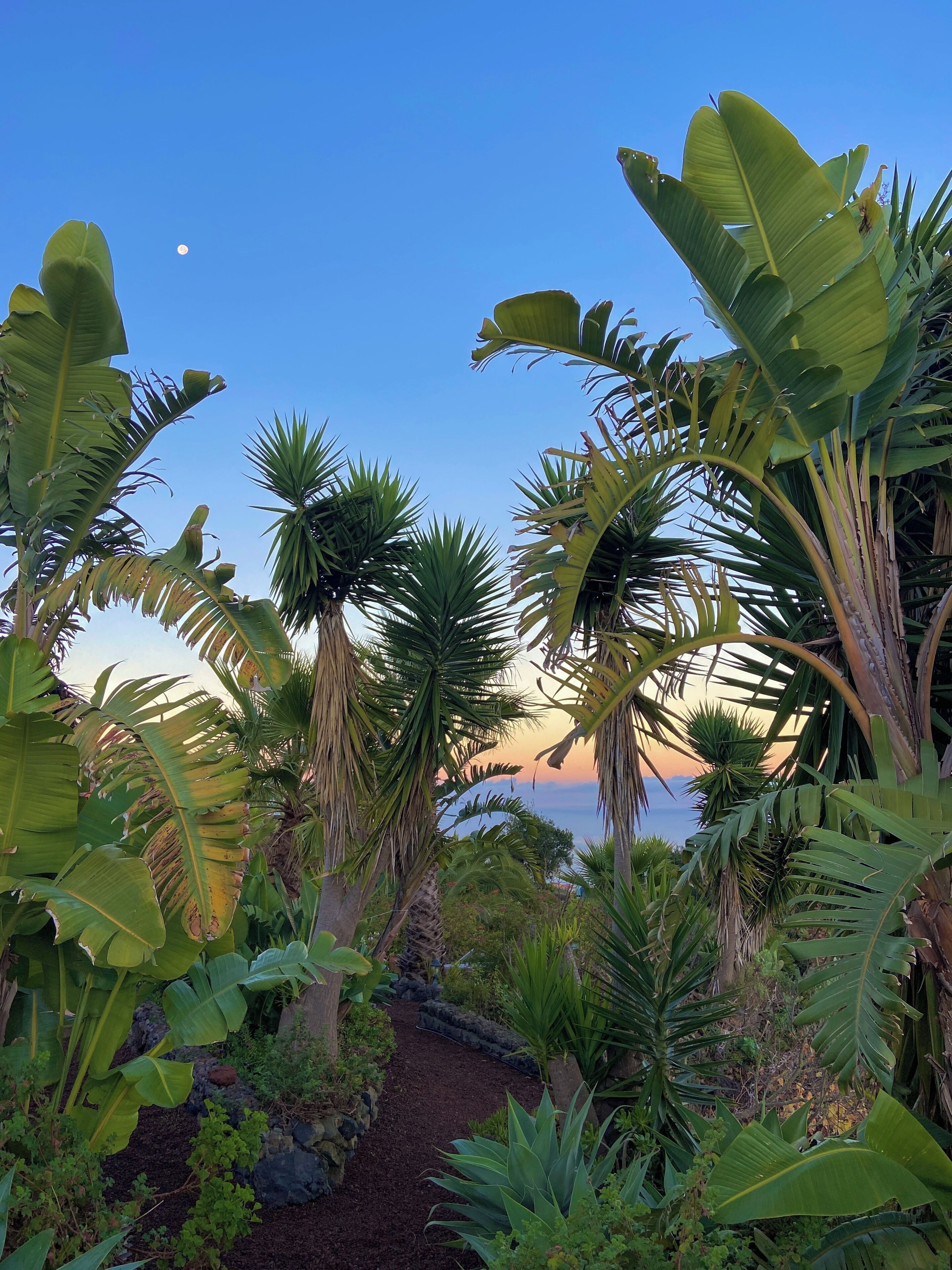 Ein Garten mit verschiedenen tropischen Pflanzen und blauem Himmel.