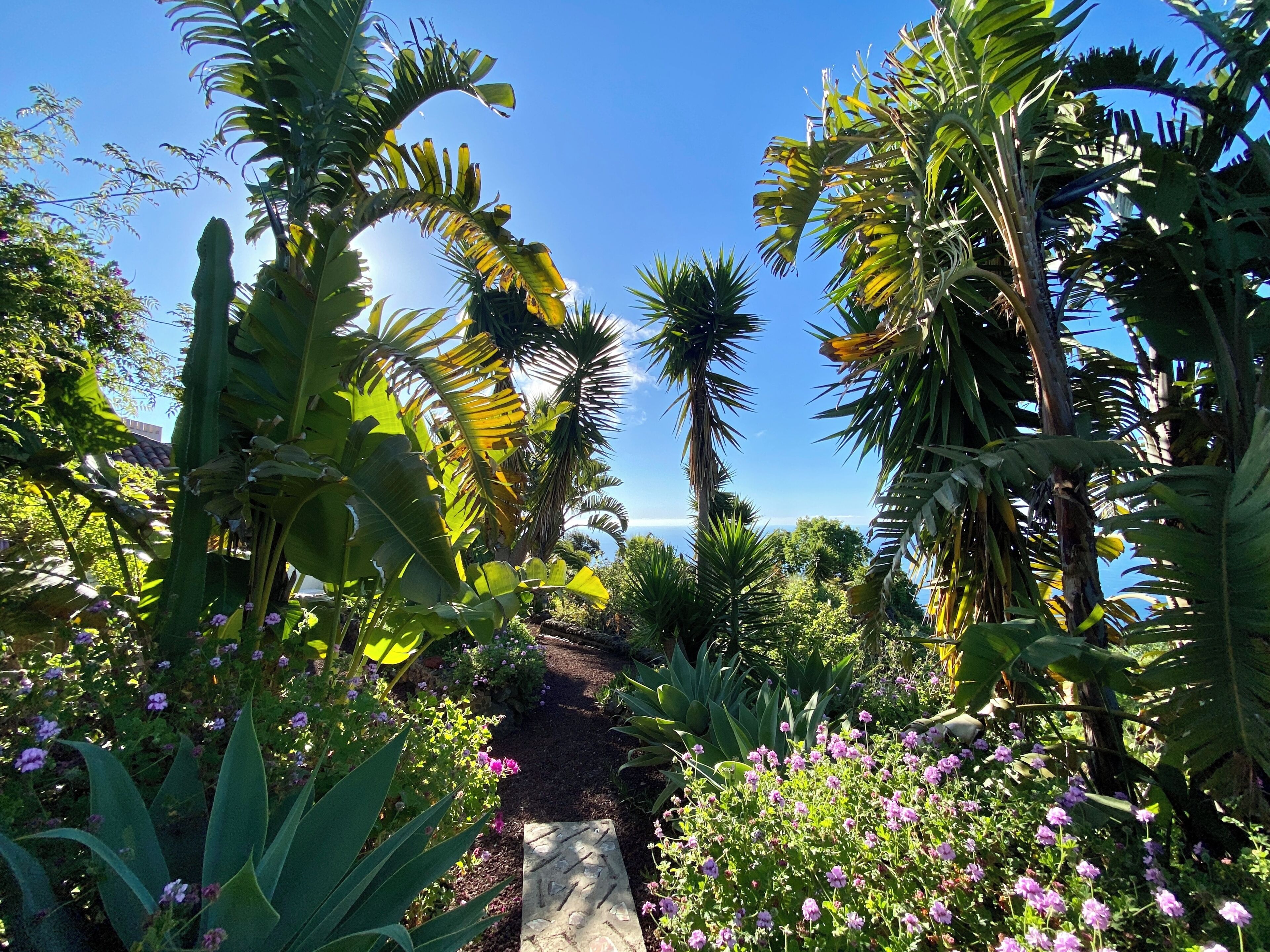Caminho no jardim rodeado por plantas e flores tropicais.