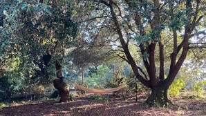 A hammock tied between trees in a wooded area. - Maison Centre Ville de Soulac, 5 mn à Pied du Centre et de la Plage (Soulac-sur-Mer)