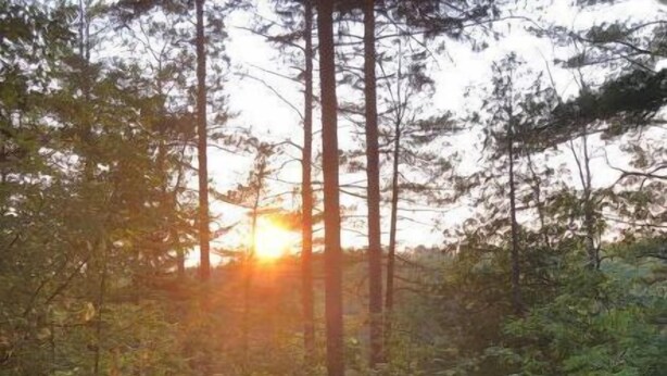 Un bosque con un banco de madera y un pequeño hogar para fuego.