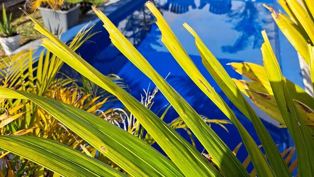 Ein Schwimmbecken, umgeben von Kübelpflanzen und Gartenmöbeln.