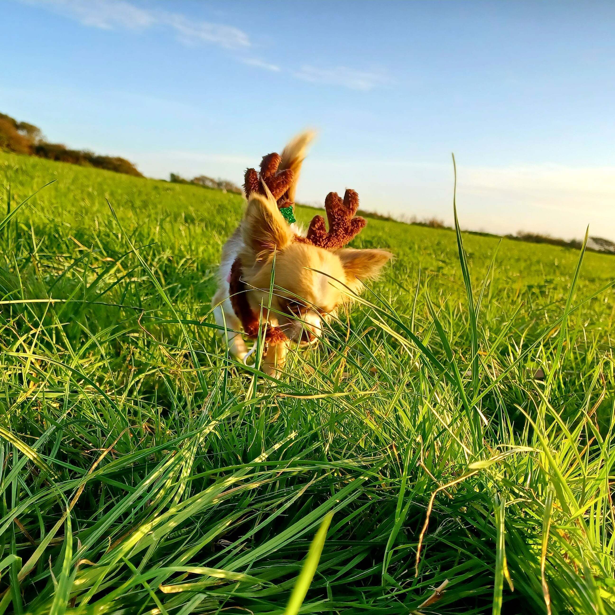 キャビン | ペット同伴可