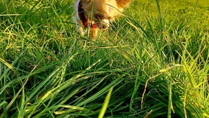 Un perro en un campo de hierba.
