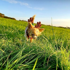 Pet-friendly - Secluded Converted Horsebox Retreat in Welcombe (Bideford)