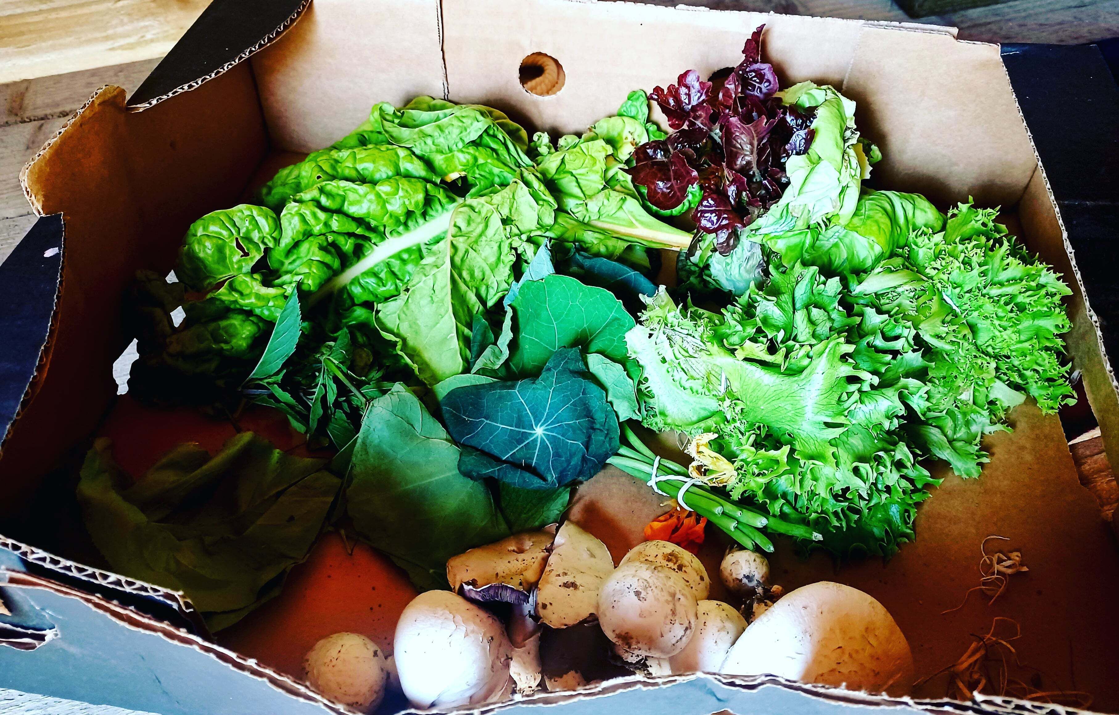 キャビン | 食事・飲み物