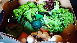 Una caja de cartón llena de diversos vegetales, entre ellos hojas verdes y hongos.