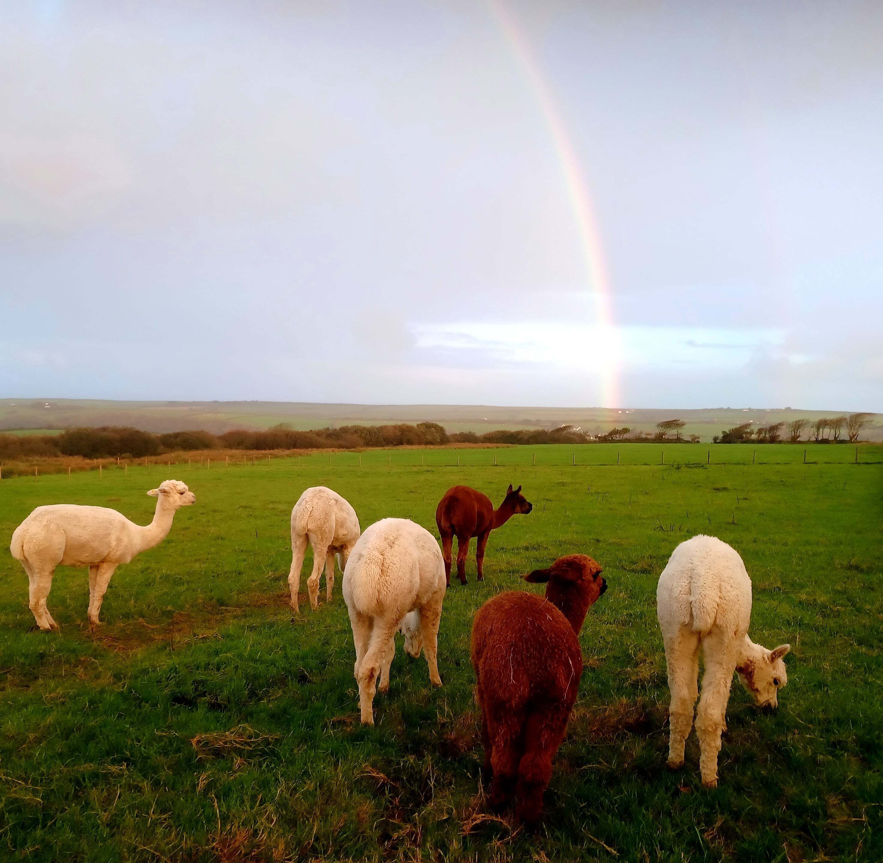 Cabin | Property grounds