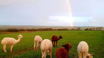 Cabin | Property grounds