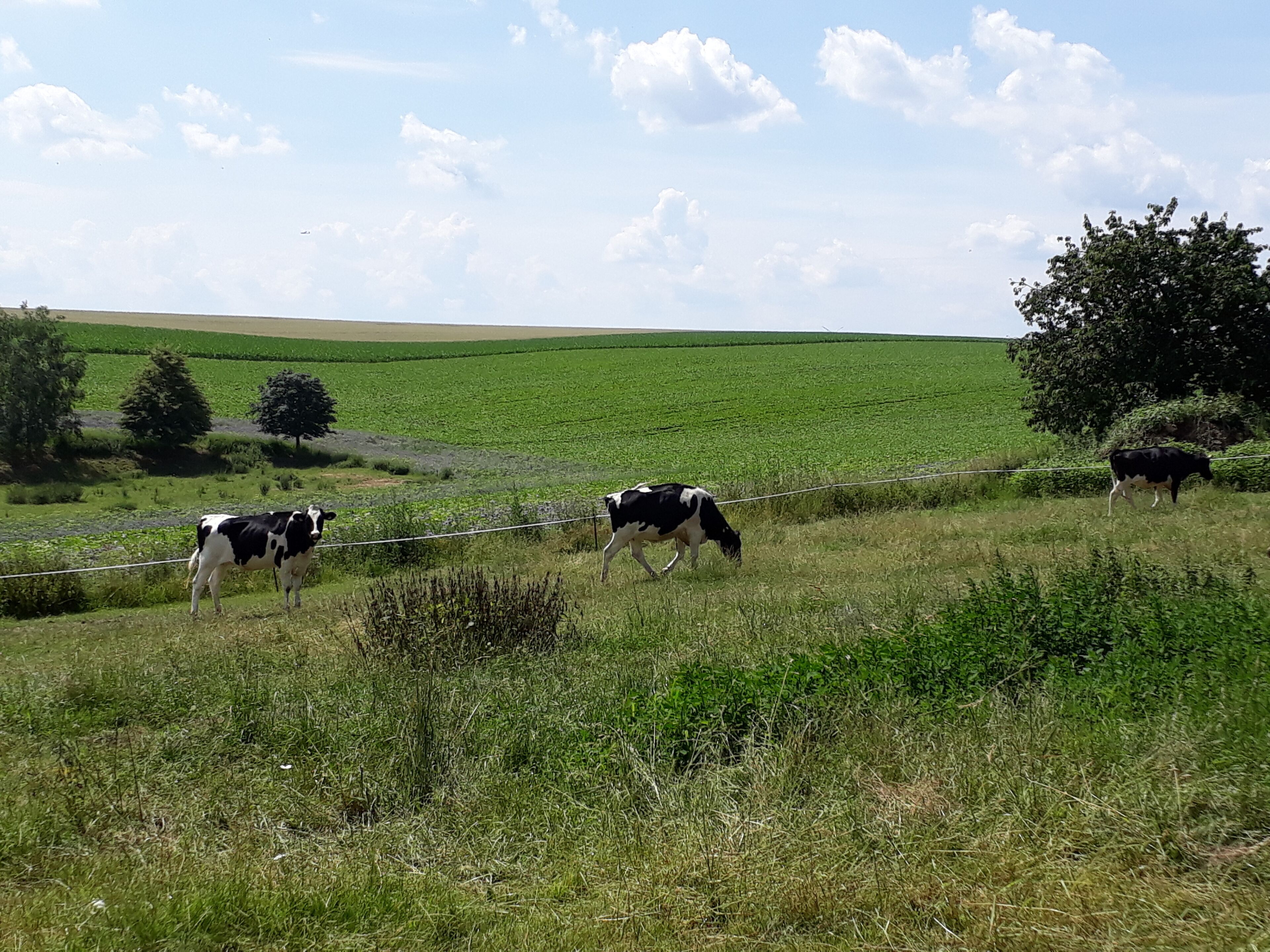 A rural landscape with green fields and a few cows grazing.