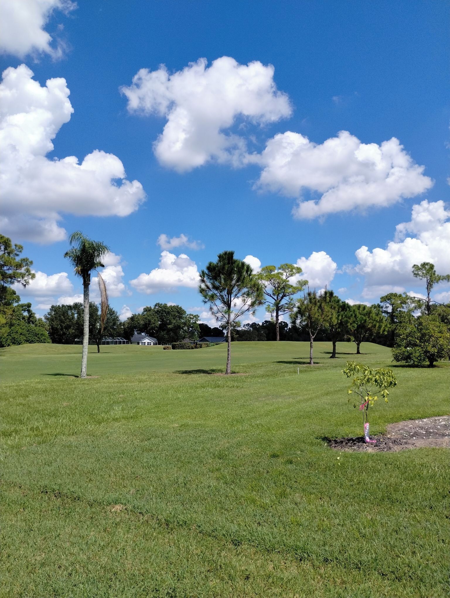 A grassy field with several trees and a clear blue sky.