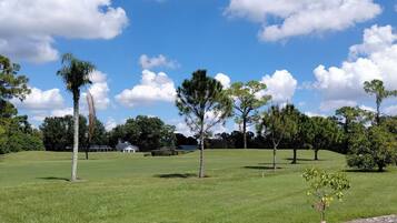 A grassy field with several trees and a clear blue sky.