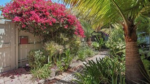 Ein Garten mit vielfältigen Pflanzen, darunter ein markanter, rosa blühender Busch, eine Palme und ein Weg.
