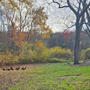 A natural landscape with a grassy area, trees with autumn foliage, and a group of ducks. - Josiah Keith House (Easton)