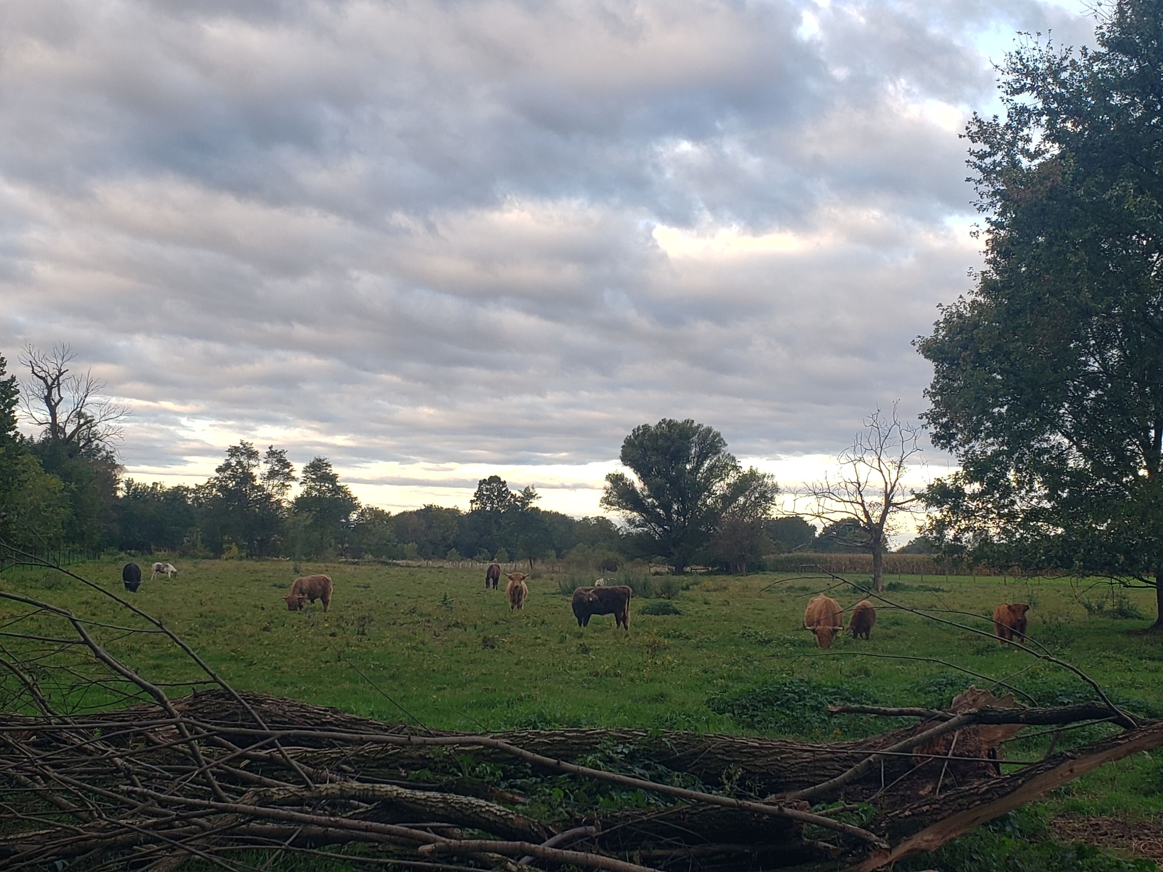 A rural landscape with cattle grazing in a field, surrounded by trees and a cloudy sky.