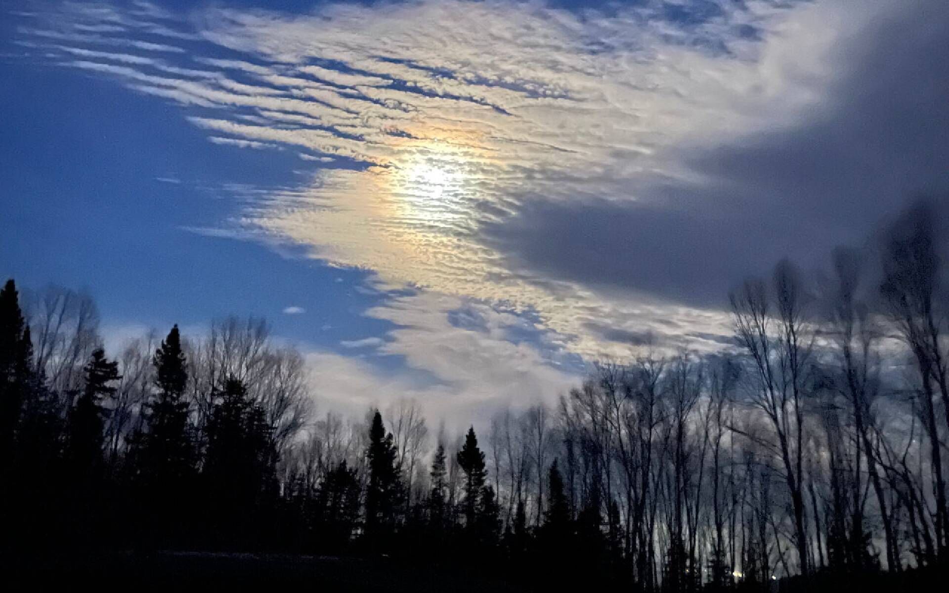 A forest with a clear sky and the sun shining through the clouds.