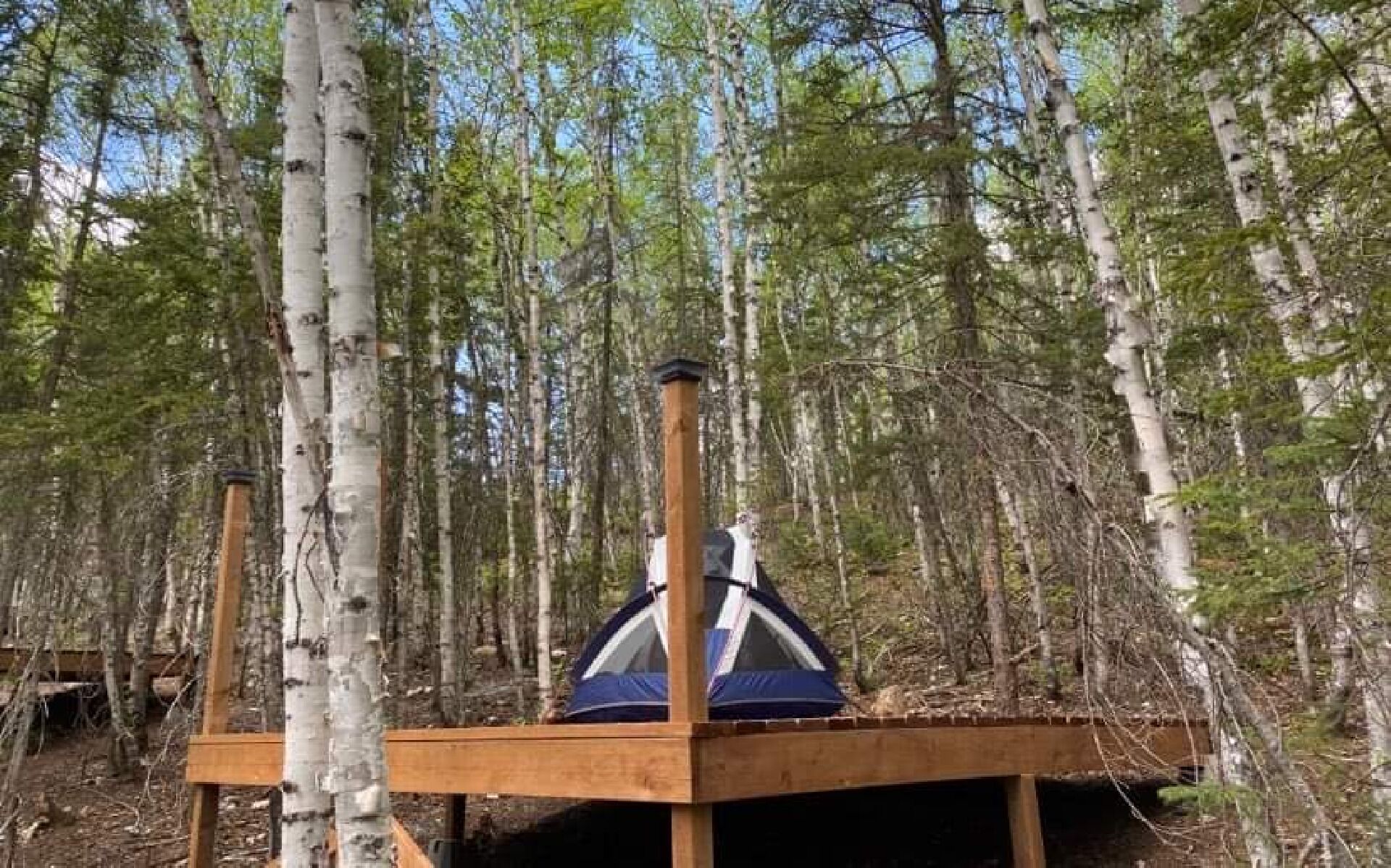 Tienda de campaña montada en un bosque de abedules.