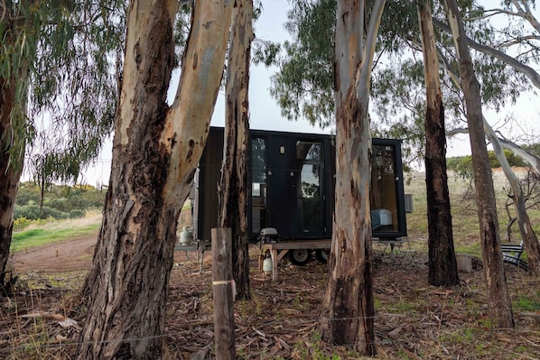A remote cabin surrounded by eucalyptus trees, with a dirt path leading to it.