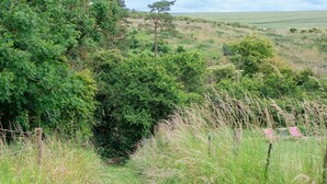Un paysage naturel caractérisé par une végétation luxuriante, une petite clairière et une clôture.
