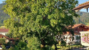 Une allée pavée mène à une maison, avec un grand arbre en premier plan.